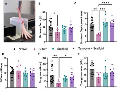 Collagen scaffold-seeded iTenocytes accelerate the healing and functional recovery of Achilles tendon defects in a rat model